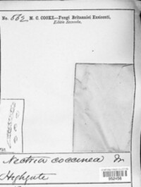 Neonectria coccinea image